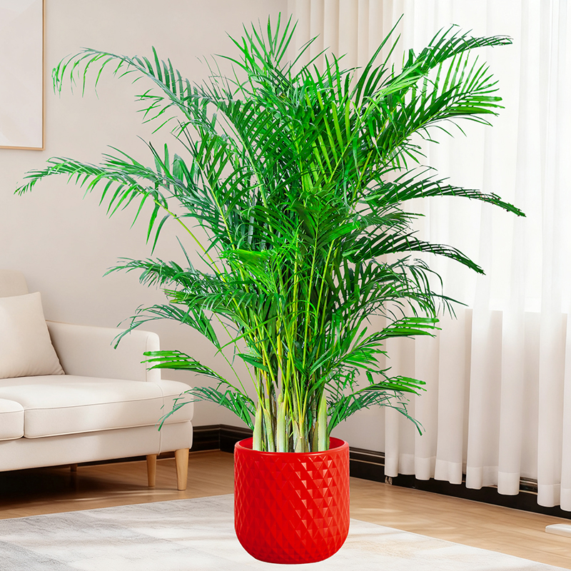 【1.5米-1.8米富贵椰子】大型绿植净化空气适合客厅办公室摆放