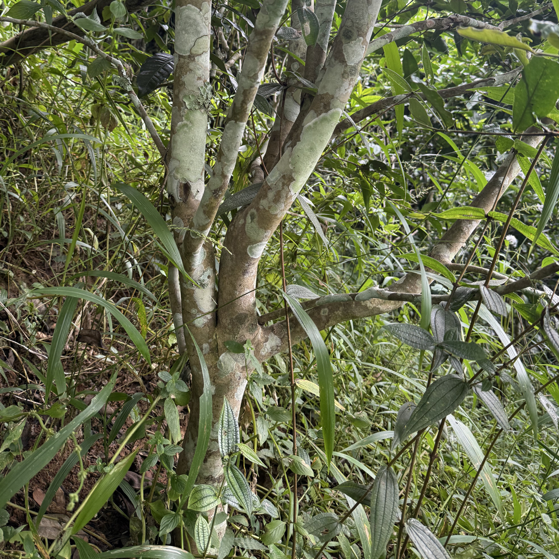 2025蟒蛇箐秋茶（大树）自家茶