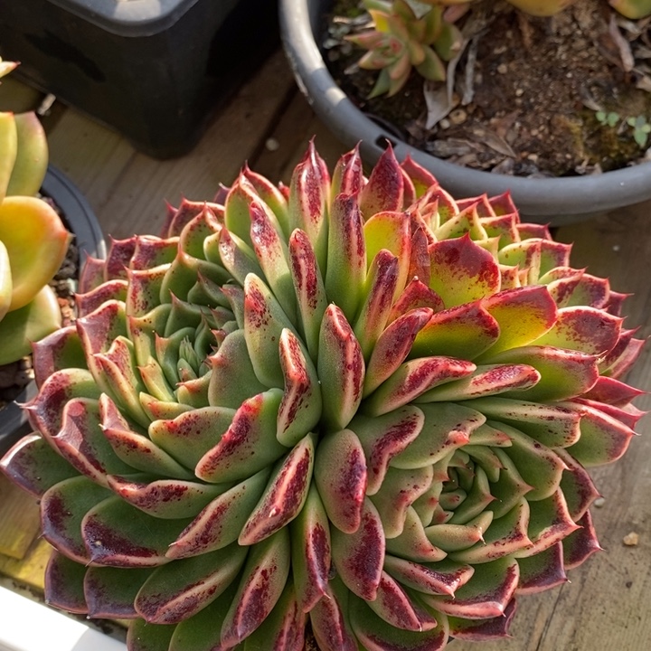 D079- 直播福利 东云