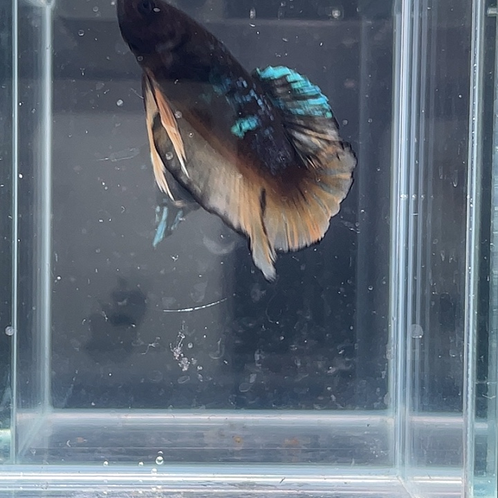 斗鱼活体不退不换谢谢