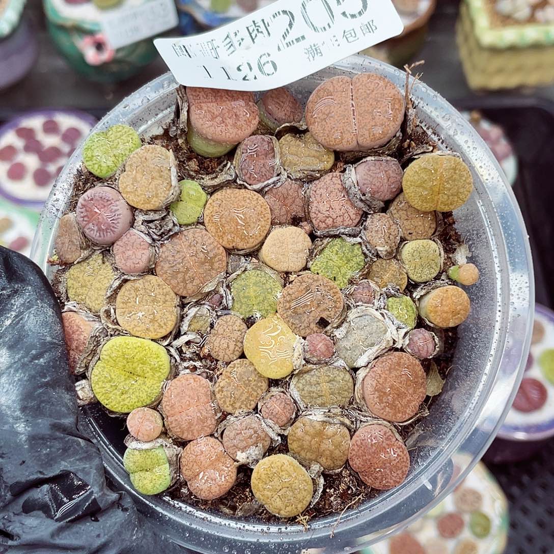 生石花满18包邮1126-205