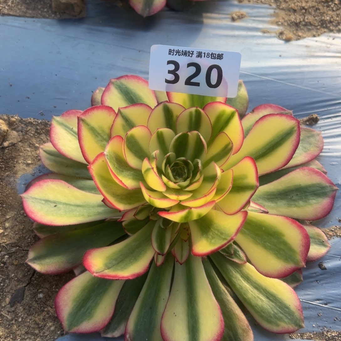 320荔枝多肉植物