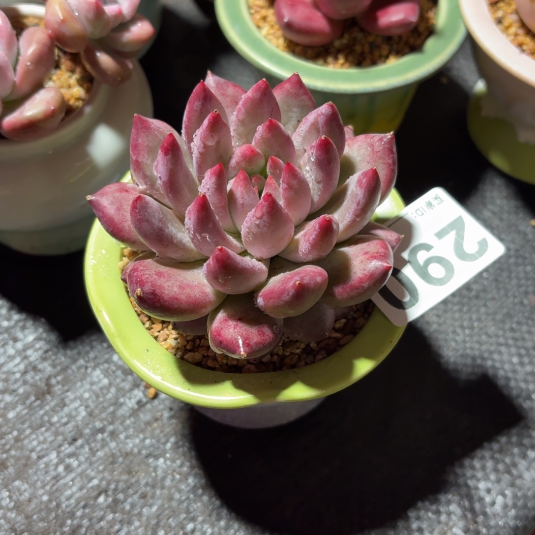 胖体虞美人多肉带盆发货290