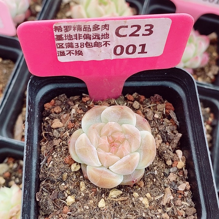 福利4cm多肉植物