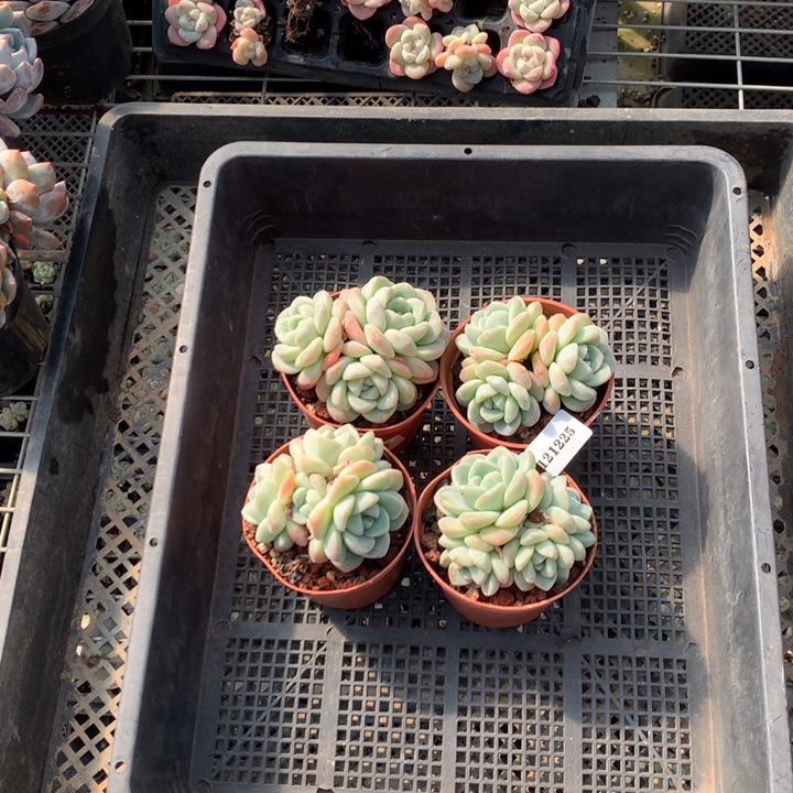 121225四个嗯嗯嗯嗯嗯好