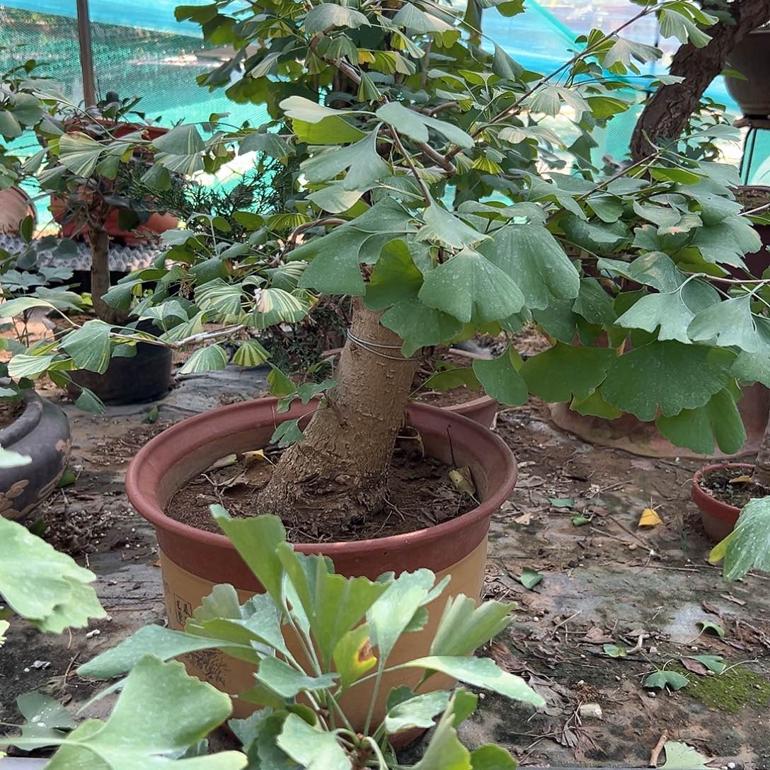 魔***计无花朵彩叶银杏带盆