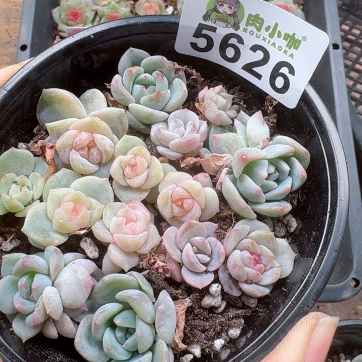 多肉植物多肉植物