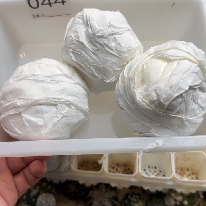 兜星球仙人球044号