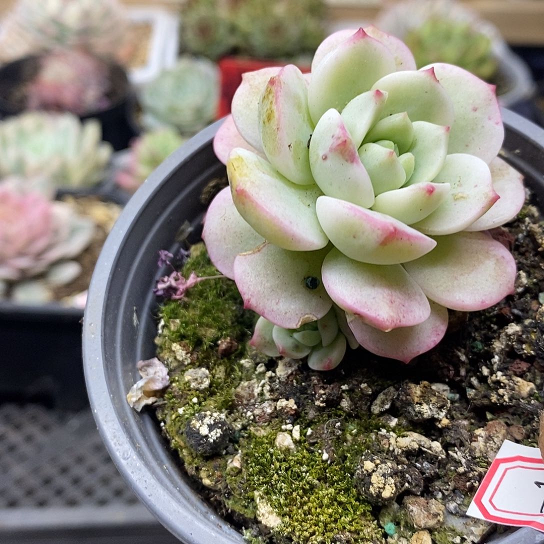 2277 香草锦带崽