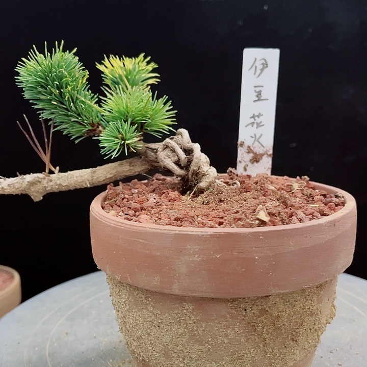 阿***花无花朵伊豆花火五针松