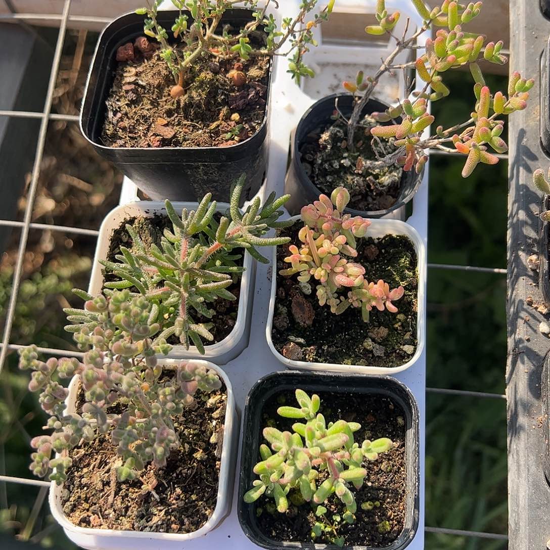 枝干番杏新手套餐