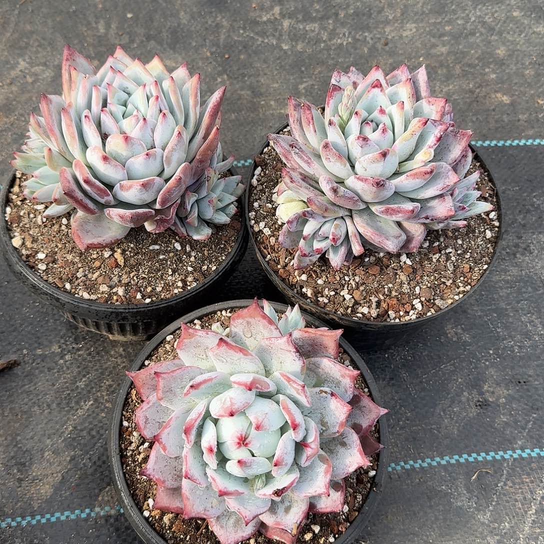 三颗卡杂，发货六六六