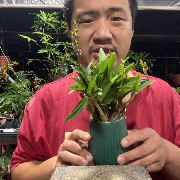 F***脱以实际为准盆景绿植盆栽81