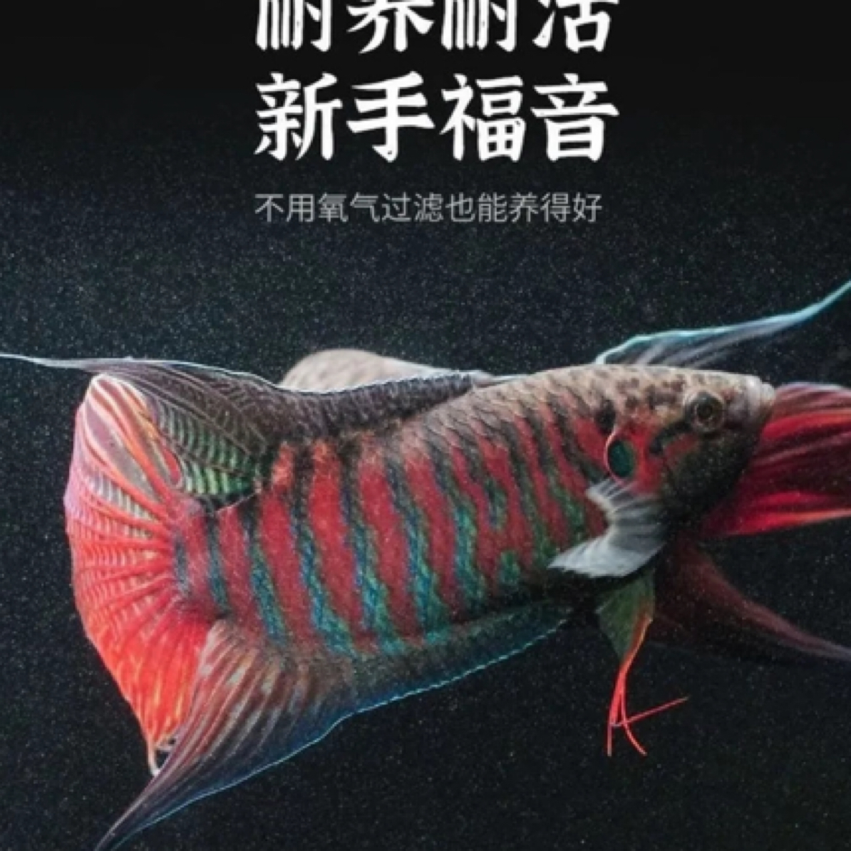 活体中国斗鱼淡水冷水观赏鱼小型耐养无需打氧