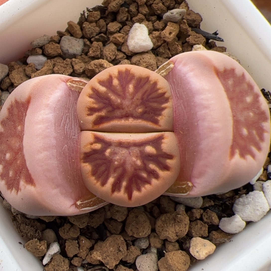 0481号菊 多肉植物