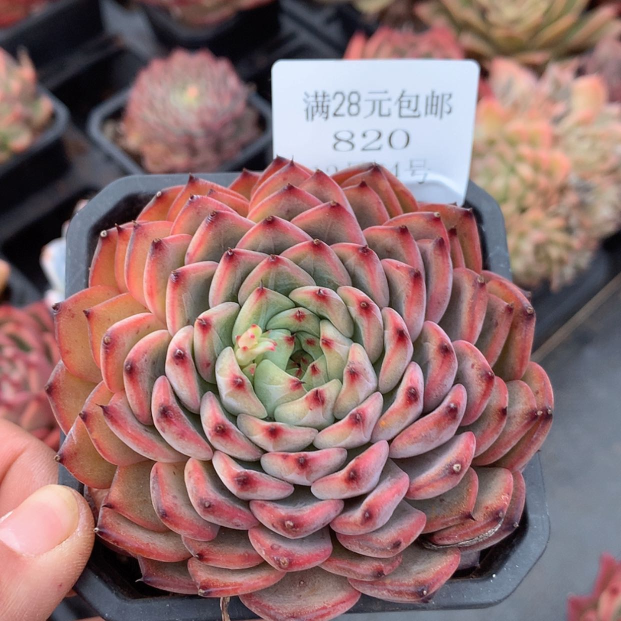 【闪购商品】云820号星空珍妮