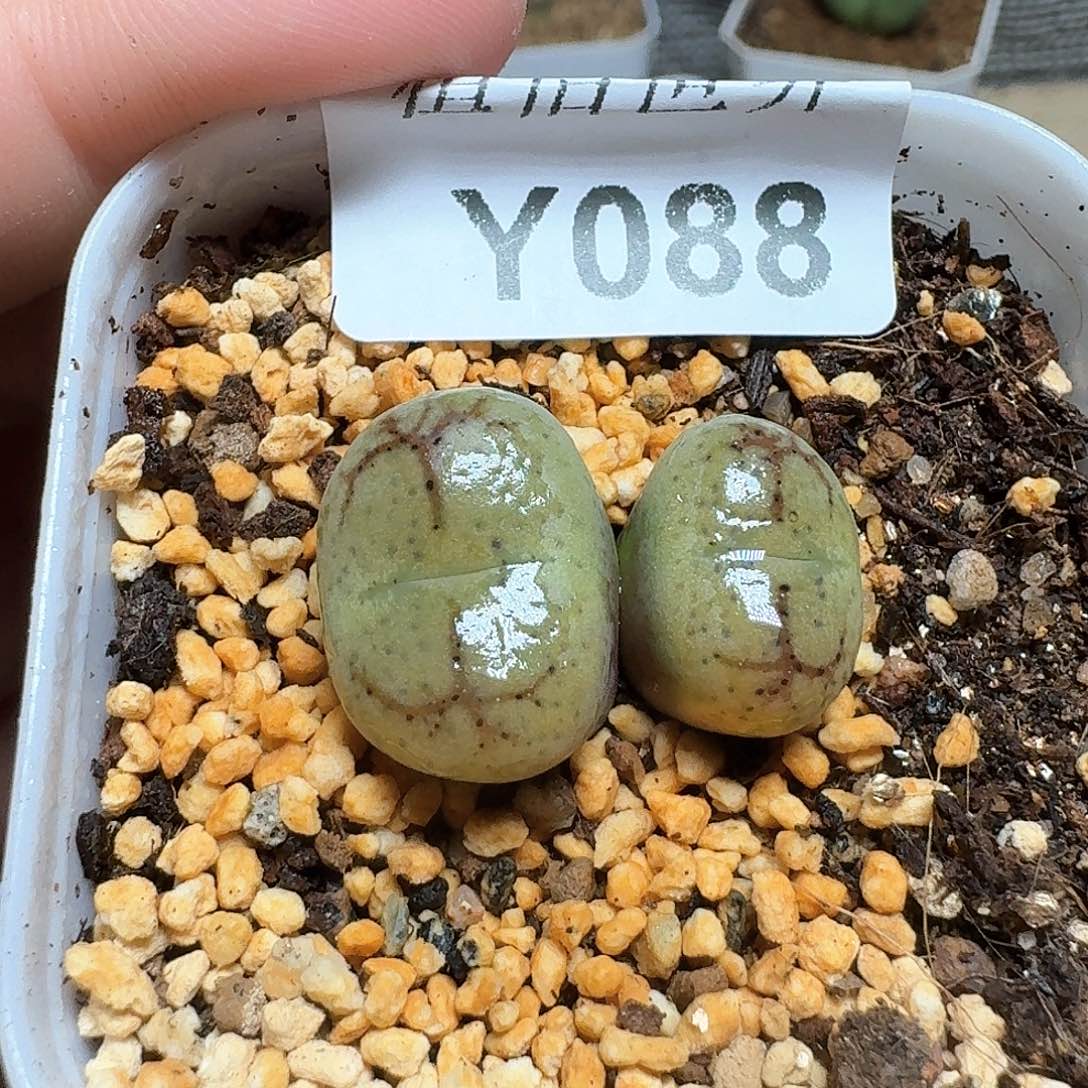 088h号多肉植物f c