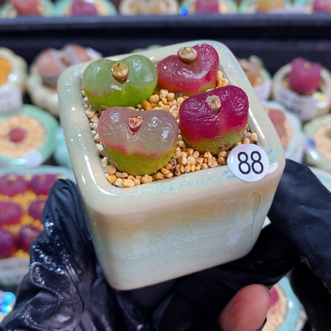 5811--一物一拍 带盆