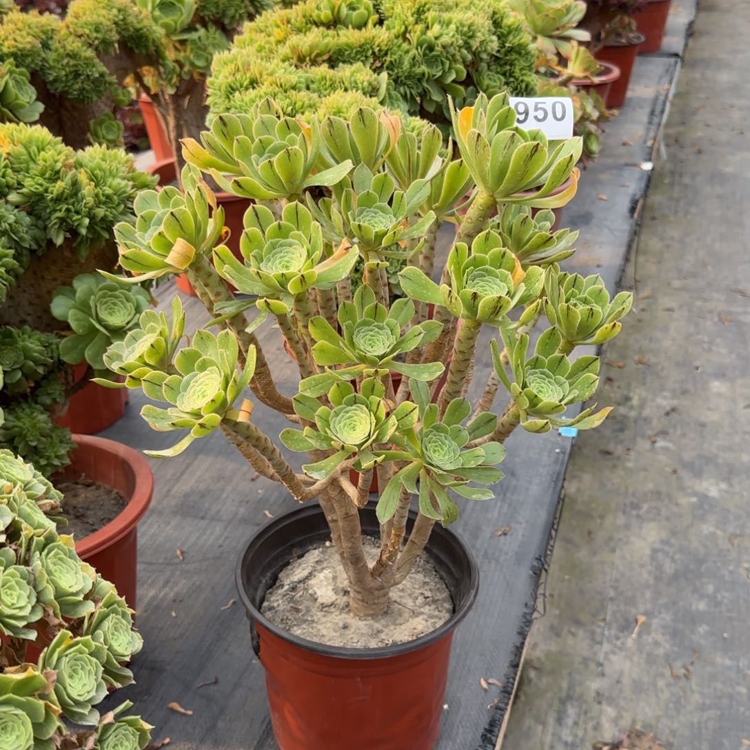 950多肉植物绿法师