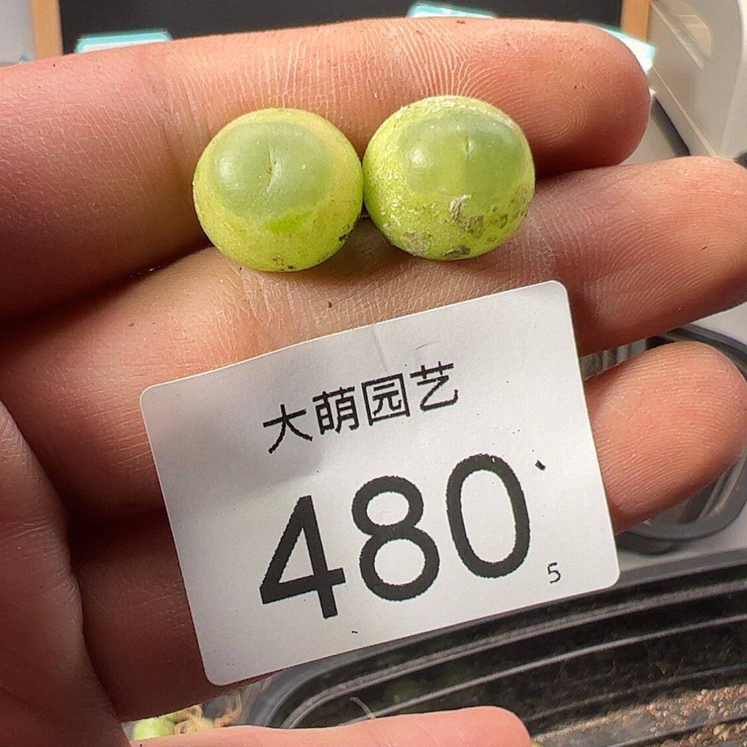 兮*0000480 一物一拍……