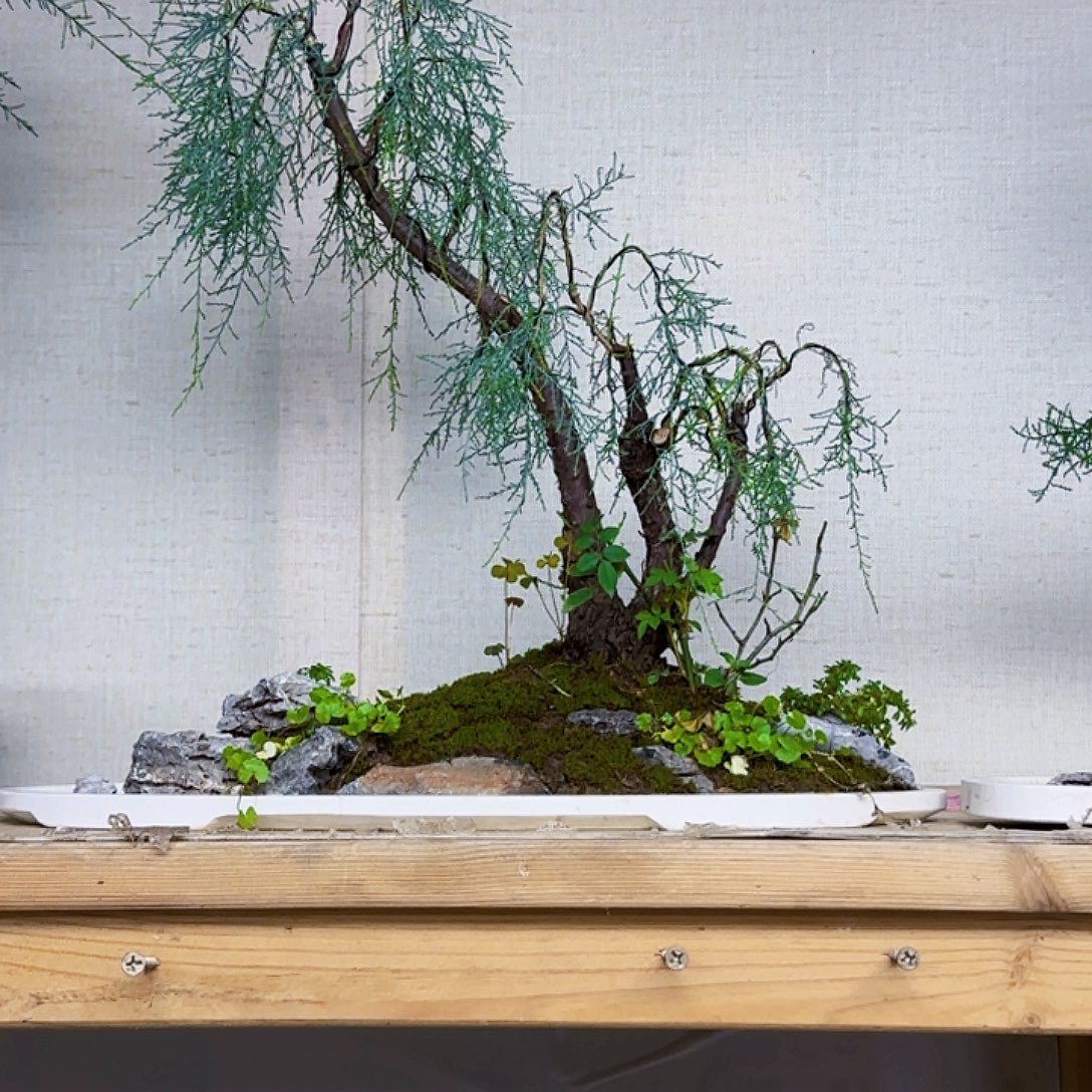 用***9无花朵三春柳柽柳地方和环境