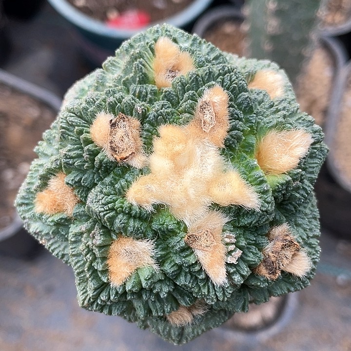 哥斯拉仙人球袖浦接6.7公分12