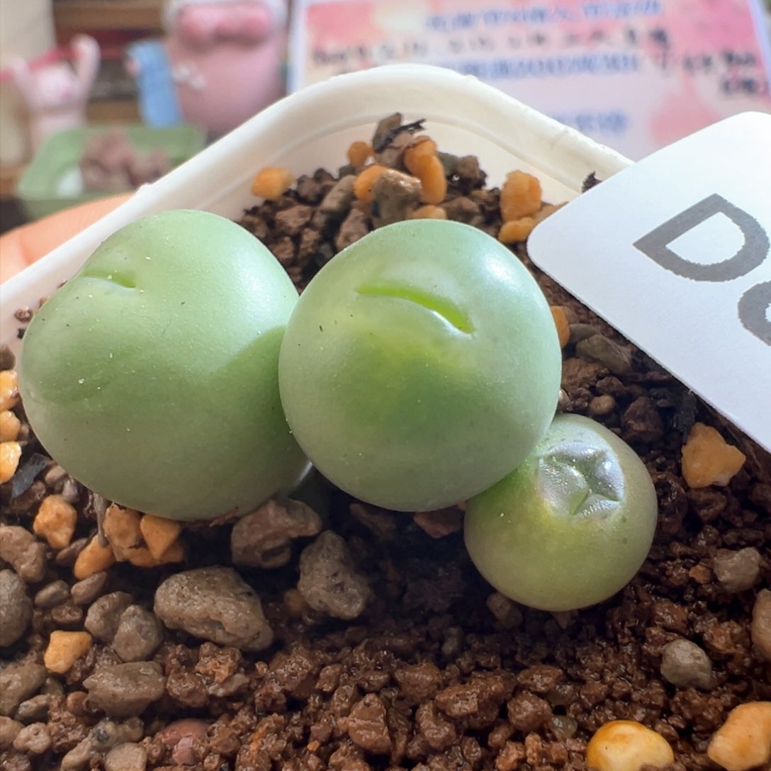 689。优选嘟嘟嘴。小拳拳