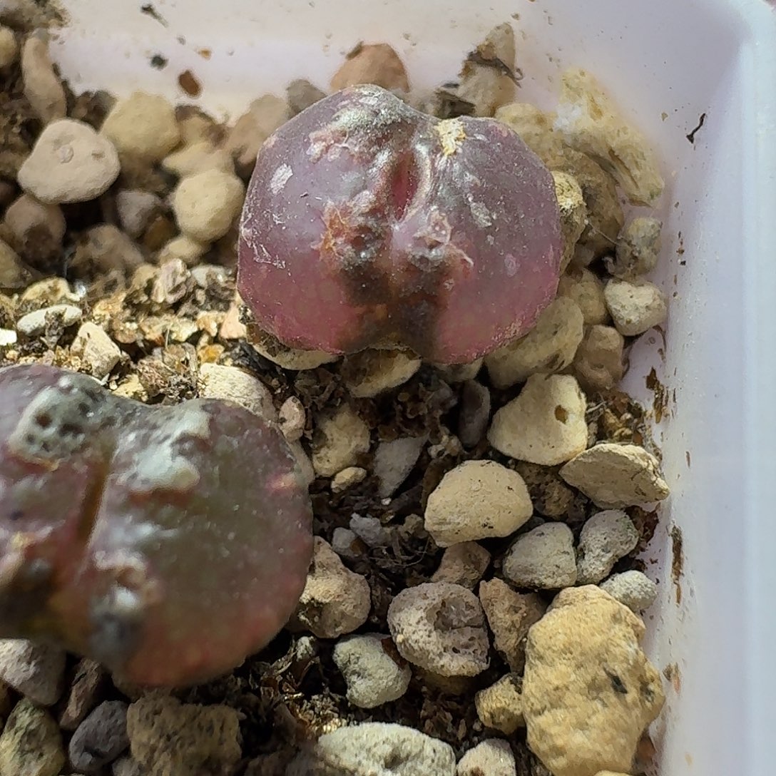 27号全窗超蝶一物一拍0.9