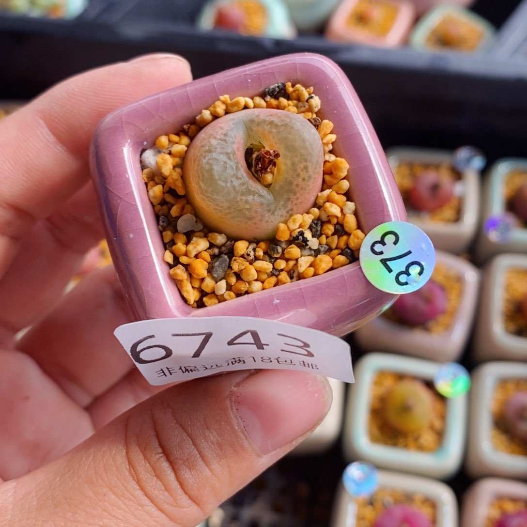 菠**诗6743-一物一拍 带盆