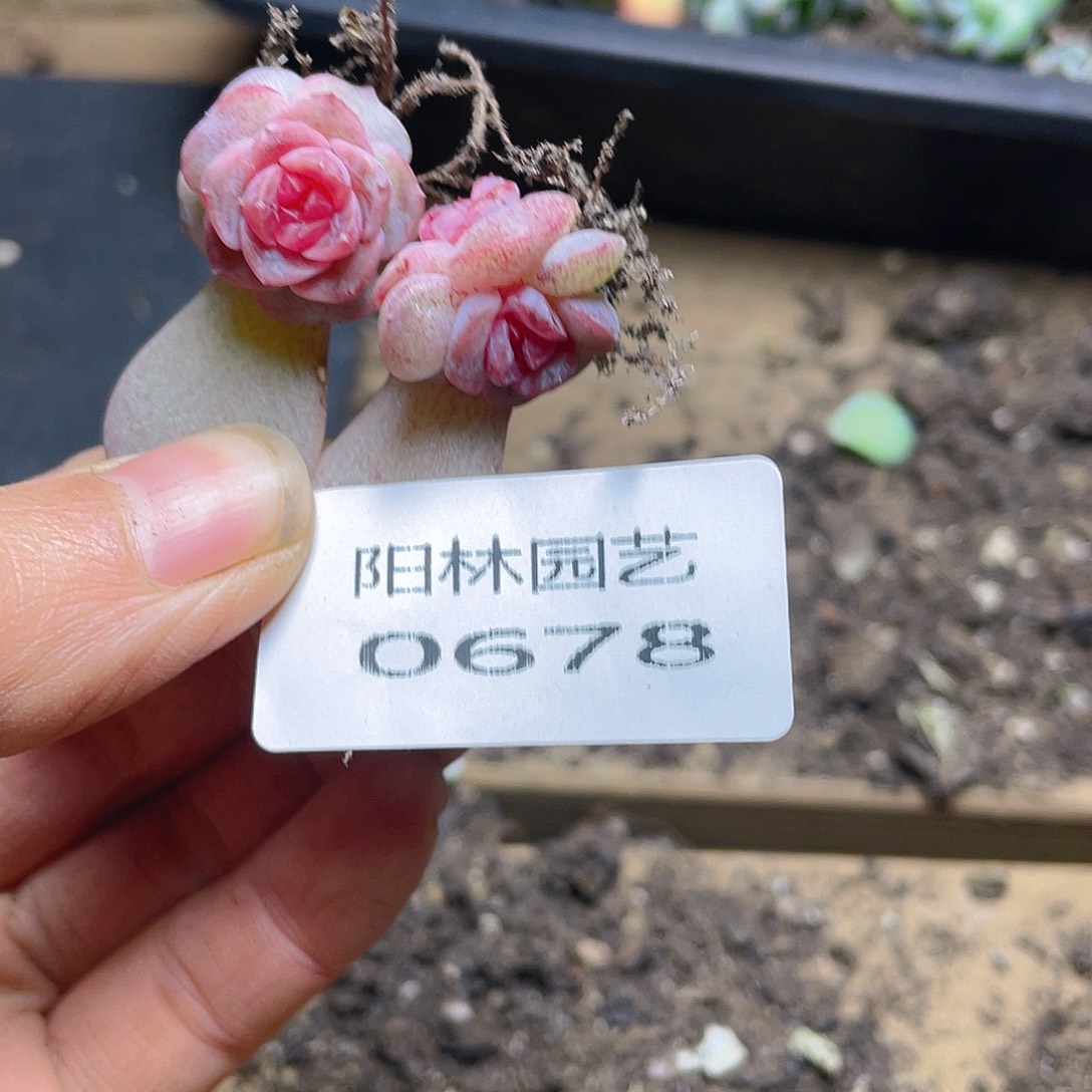 秋***枝多肉植物多肉植物678