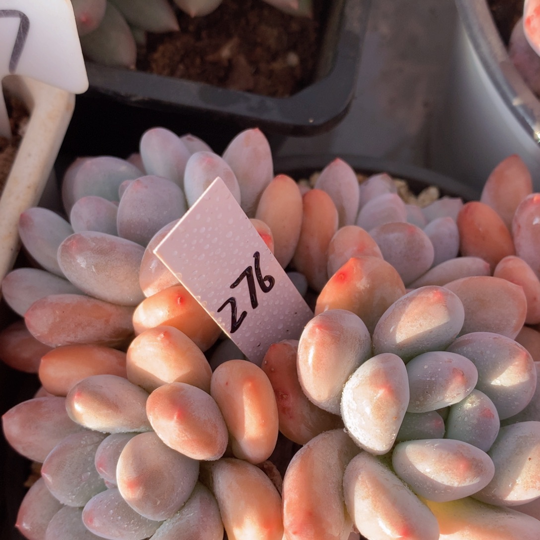 跌破血迹五727272727