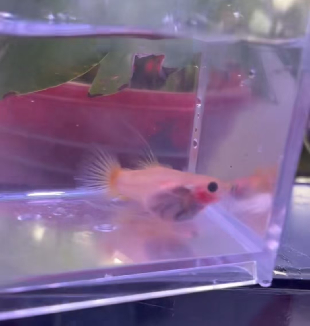 黄金玻璃猫大C孔雀鱼
