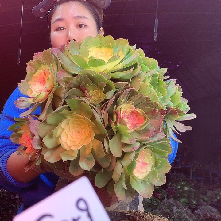 柒柒精品多肉脱土发货不包断侧枝S859