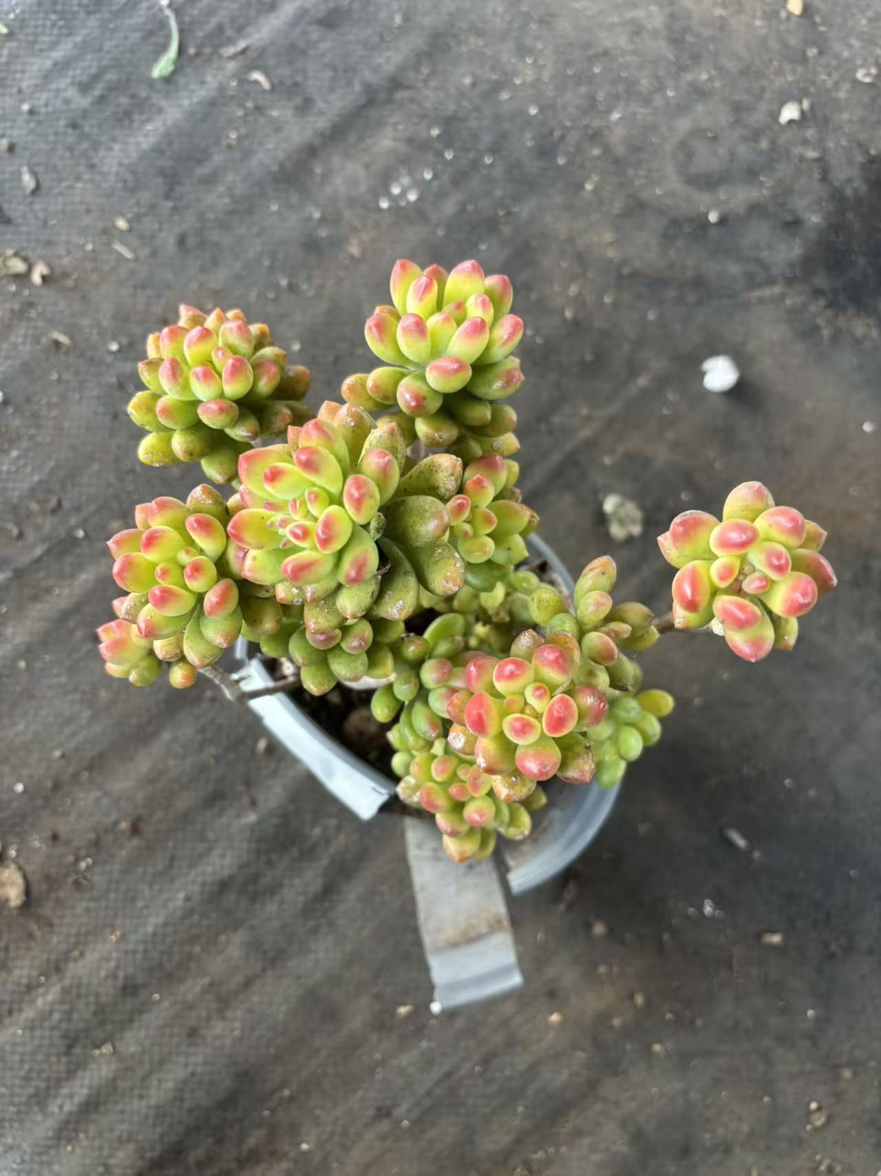 春萌带盆发货多肉植物好养护耐旱适合庭院种植