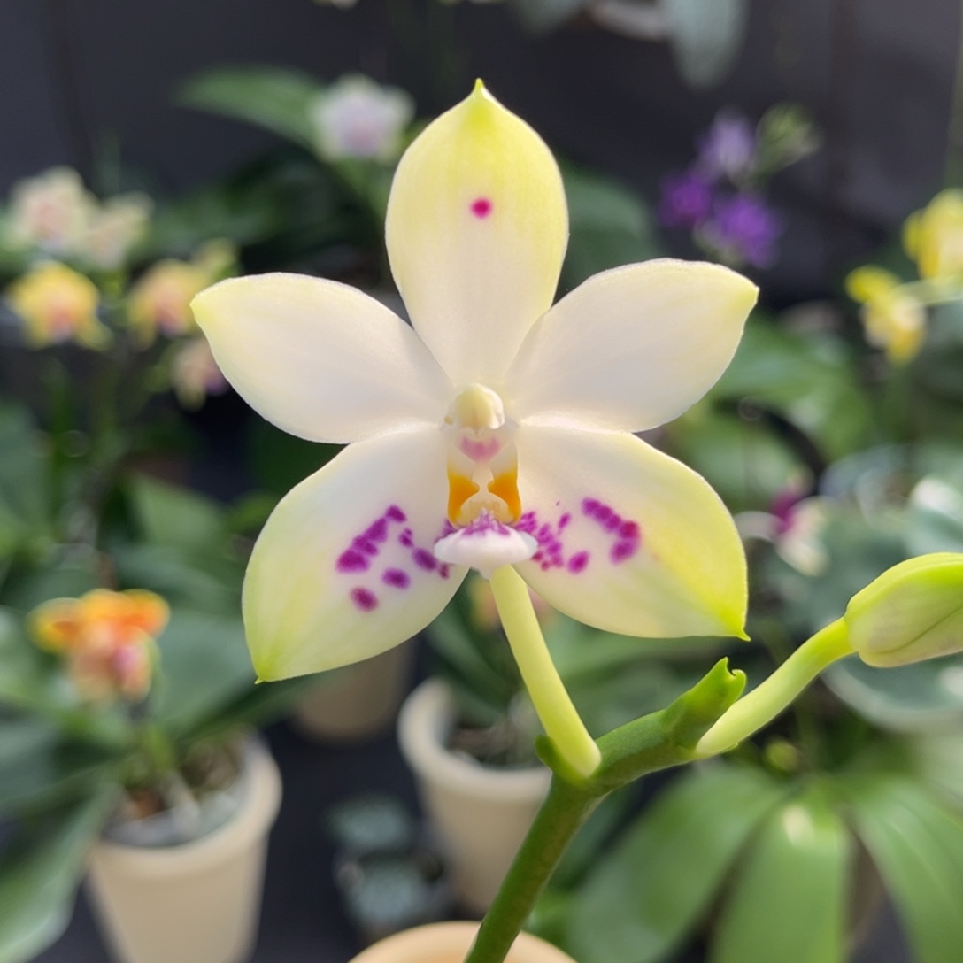 完全开放2.5寸3288开花株