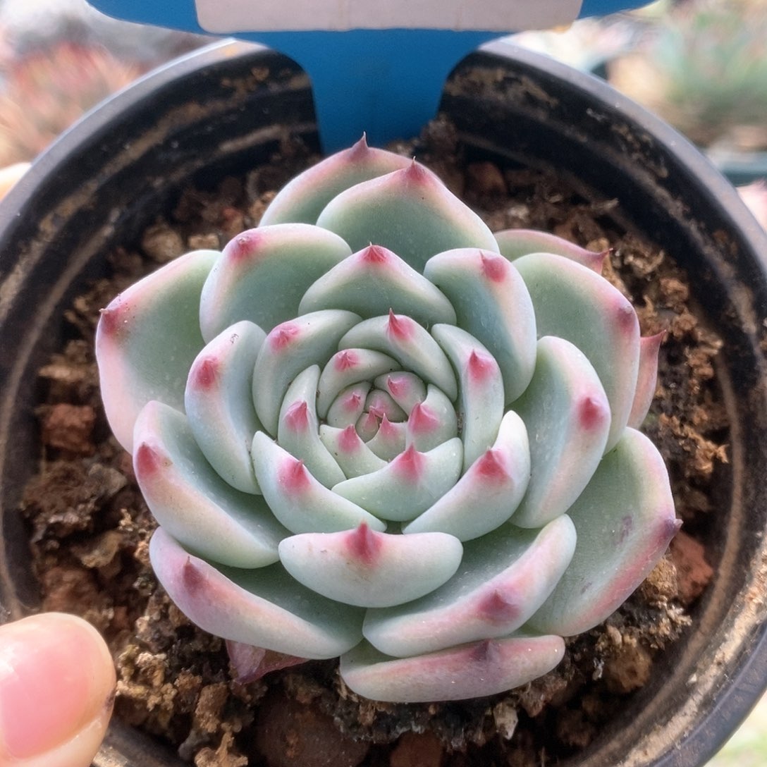 C265锦锦锦锦锦锦锦