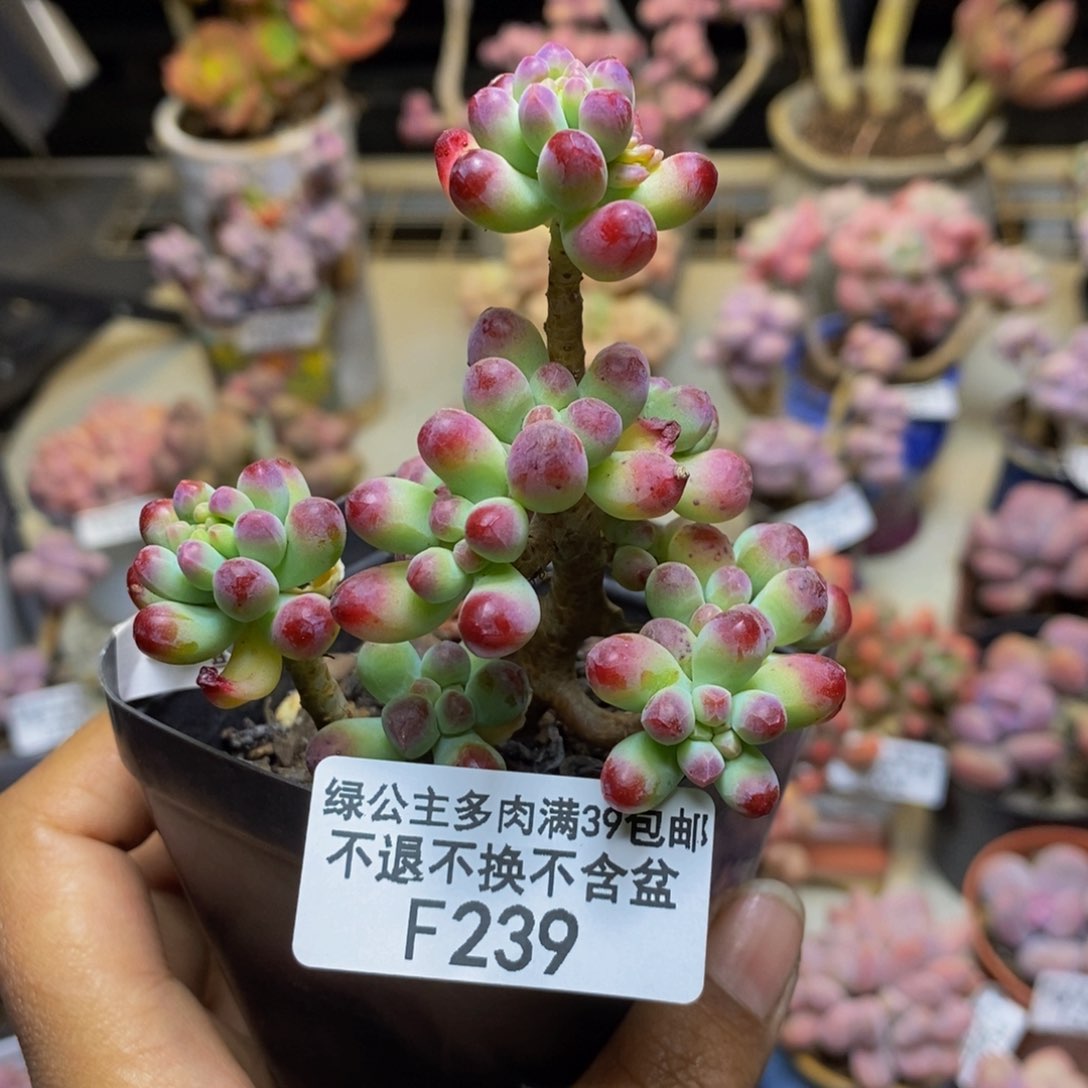 239乙女心多肉6c m