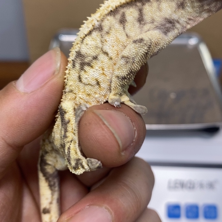 睫角守宫2025.12.10十八