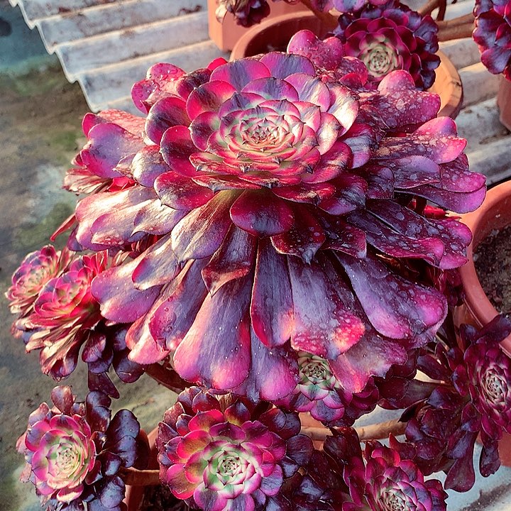 美姬的，多肉植物