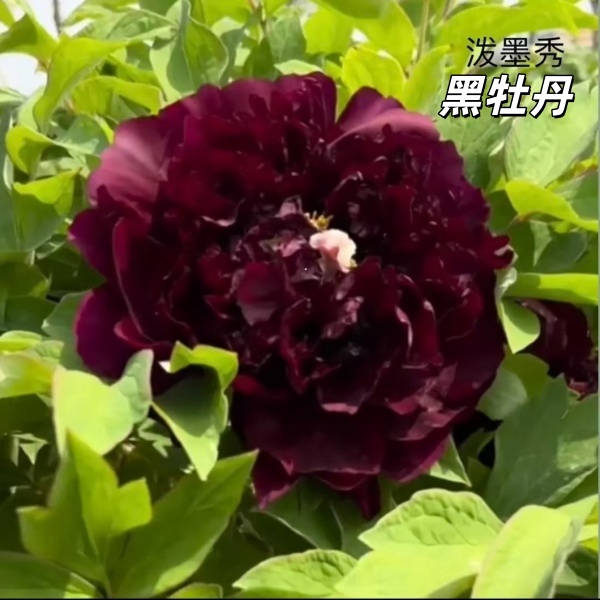 耐寒四季浓香型大花牡丹花苗适合阳台南北方庭院种植牡丹花树苗