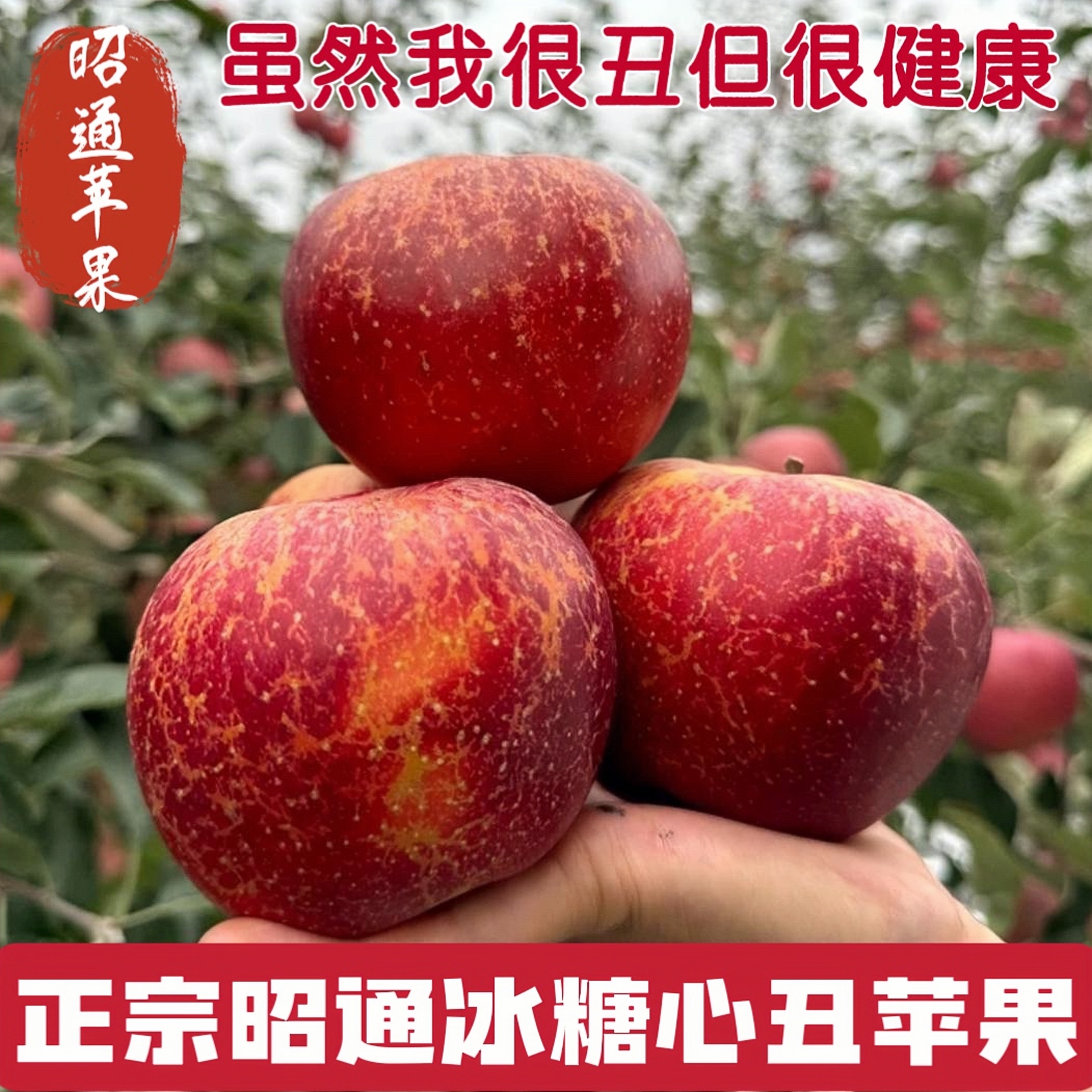 【精品果】正宗云南昭通冰糖心丑苹果应季新鲜水果现摘现发坏果包赔