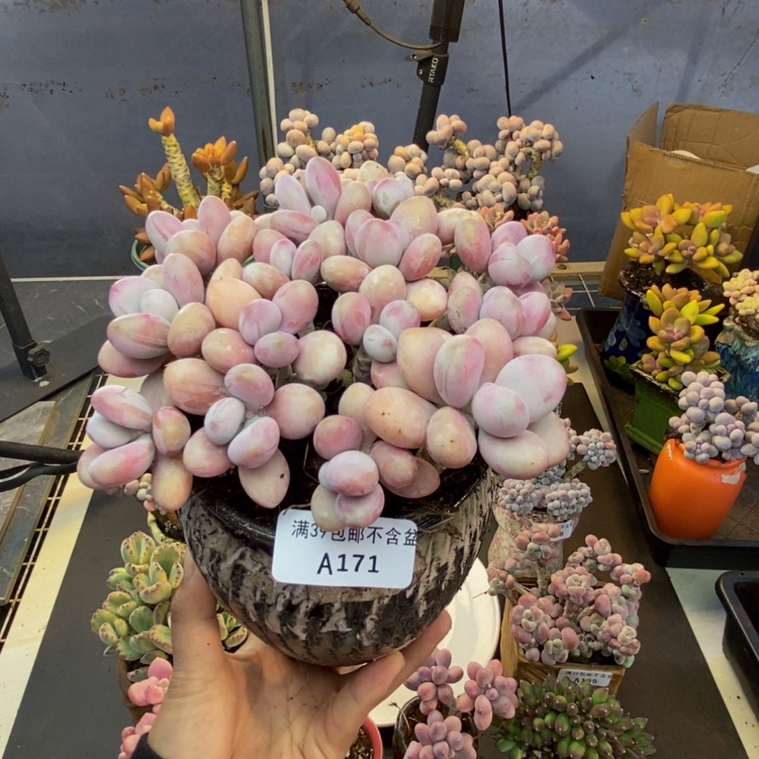 171糖果桃蛋多肉有断枝