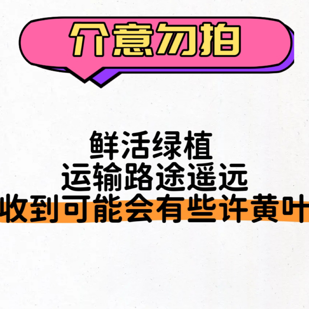 【一物一拍】-（自行下单随机发货）观赏竹盆栽创意红竹办公室内好养