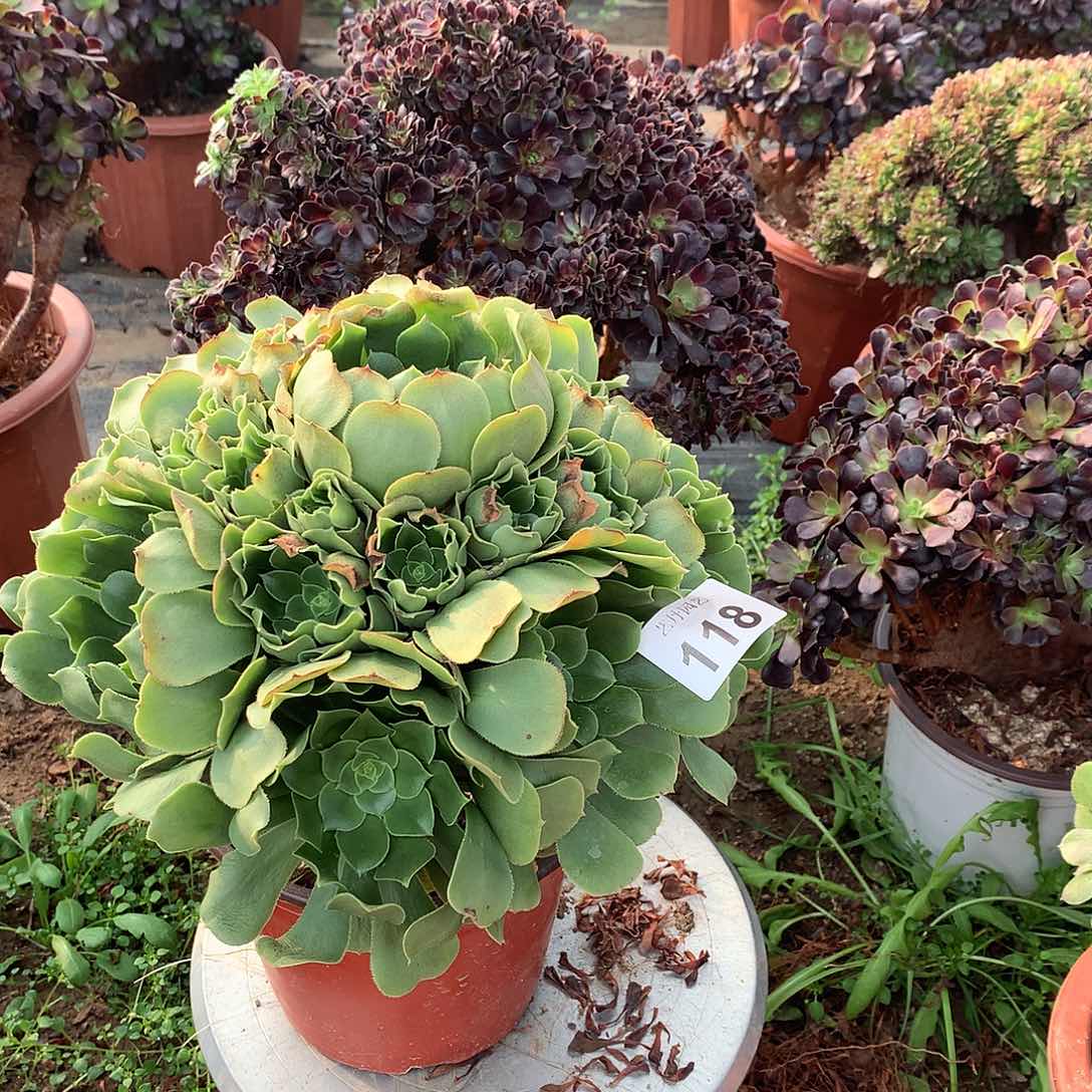 红陶118路羊绒手捧