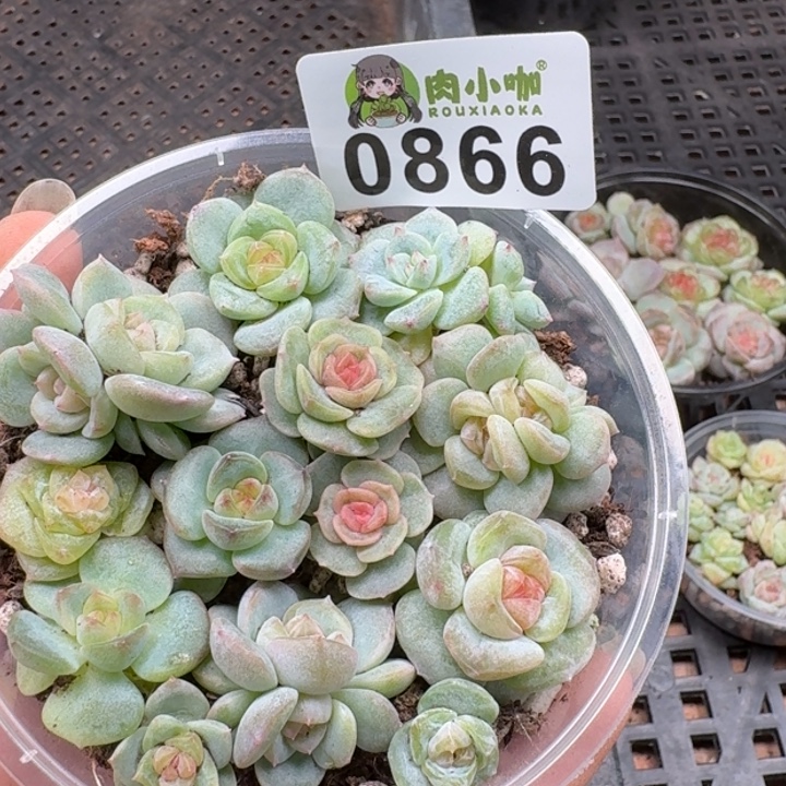多肉植物多肉植物