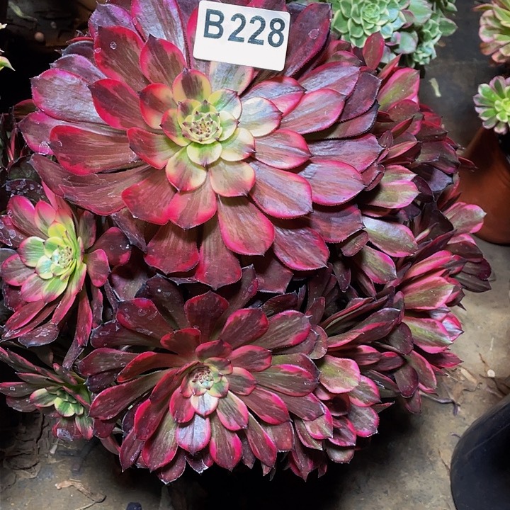 语*冰多肉法师228号烟花不包损