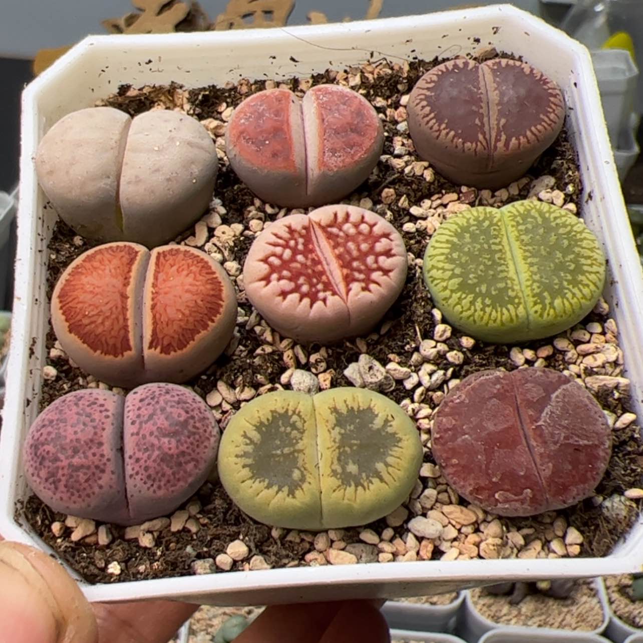 【闪购商品】00000000011