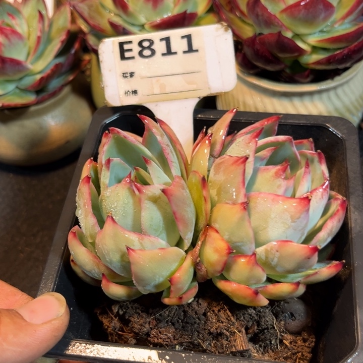 惊鸿一瞥多肉植物811