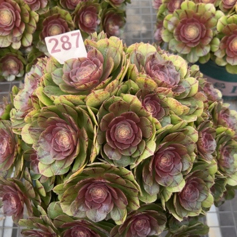 287万拉丝朵朵30厘米左右