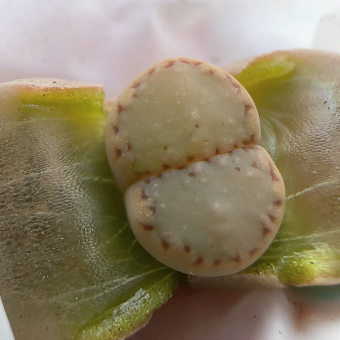 3。21。7059。c 216。 捡漏。